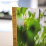Bamboo - Image 3