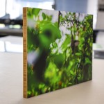 Bamboo - Image 4