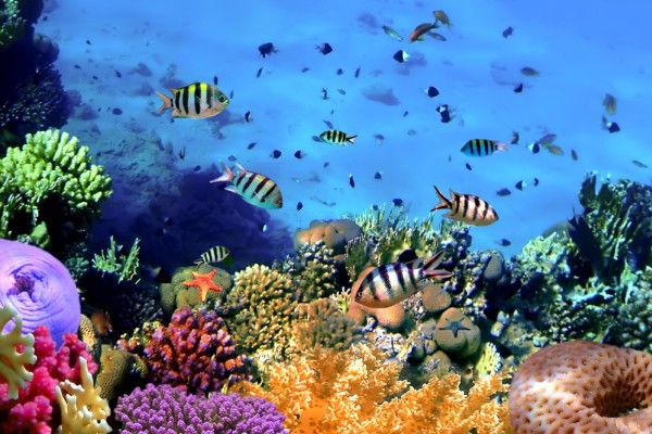 How to Photograph Underwater with Your Phone